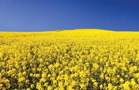 CHINA CANOLA ISSUE NEEDS RESOLUTION FOR CANADIAN FARMERS