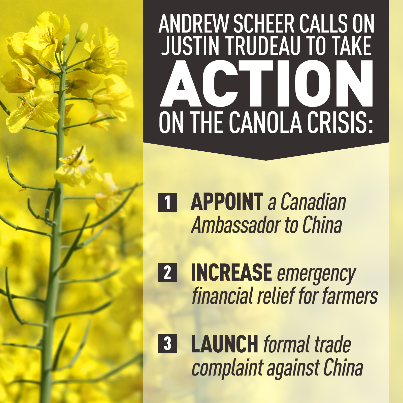 CONSERVATIVES SET OUT PLAN FOR SOLUTION TO CANOLA CRISIS