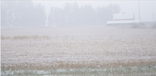 ALBERTA MEMBERS OF PARLIAMENT MEET TO ASSIST FARMERS STRUGGLING WITH HARVEST STALLED BY EARLY SNOW